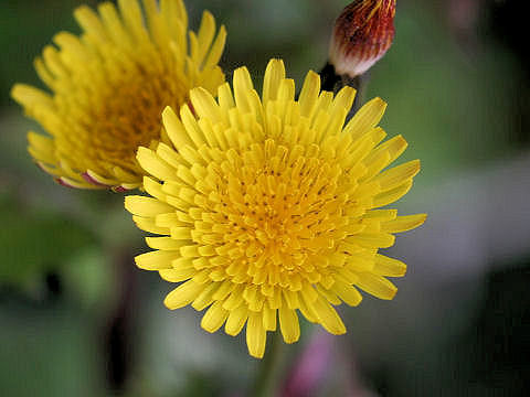 Sonchus oleraceus