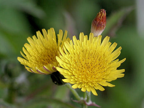 Sonchus oleraceus