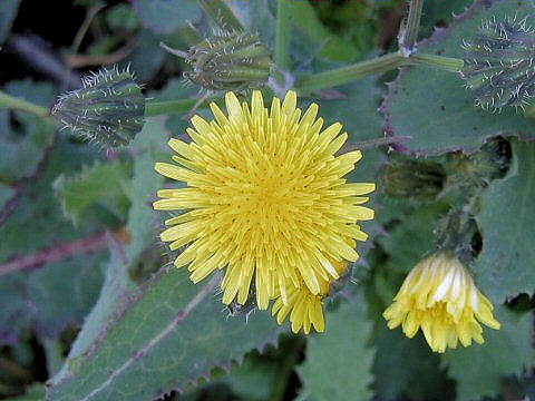 Sonchus oleraceus