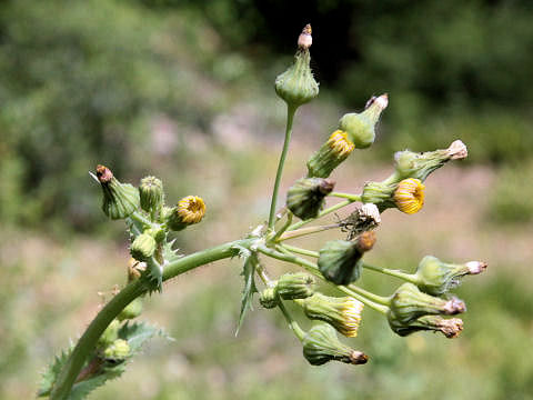 Sonchus oleraceus