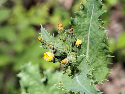 Sonchus oleraceus