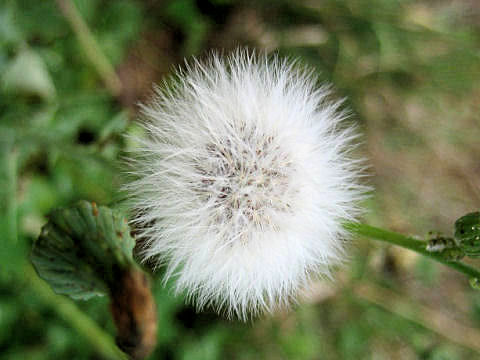 Sonchus oleraceus