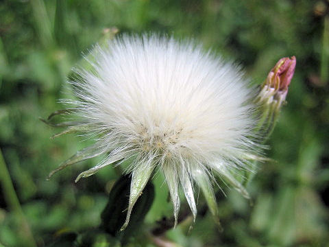 Sonchus oleraceus