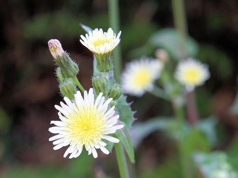 Sonchus oleraceus