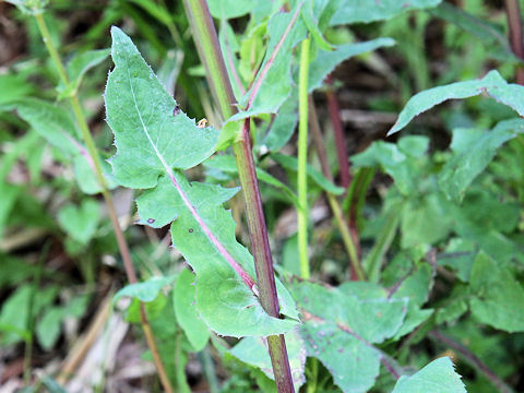 Sonchus oleraceus