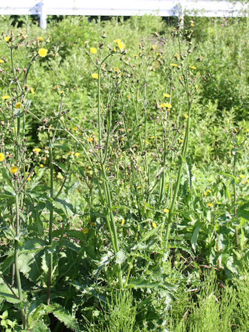 Sonchus oleraceus