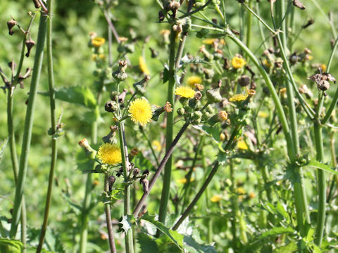 Sonchus oleraceus