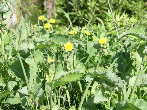 Sonchus oleraceus