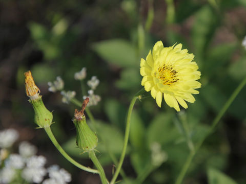 Sonchus oleraceus