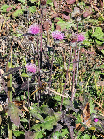 Cirsium tanakae