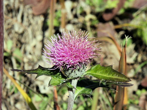 Cirsium tanakae