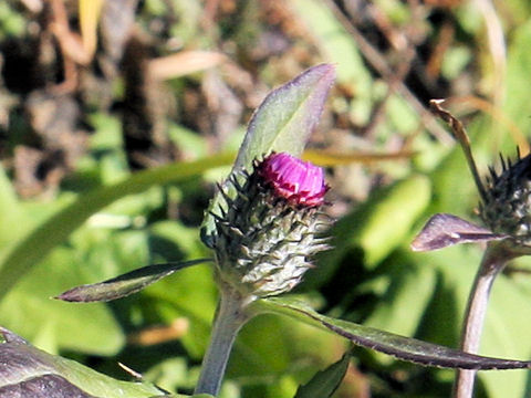 Cirsium tanakae