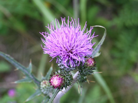 Cirsium tanakae