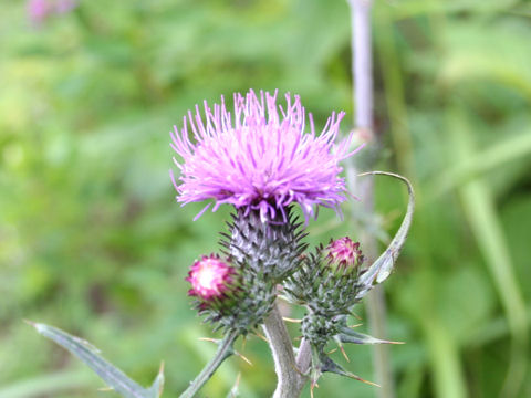 Cirsium tanakae