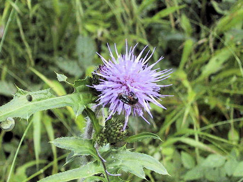 Cirsium tanakae