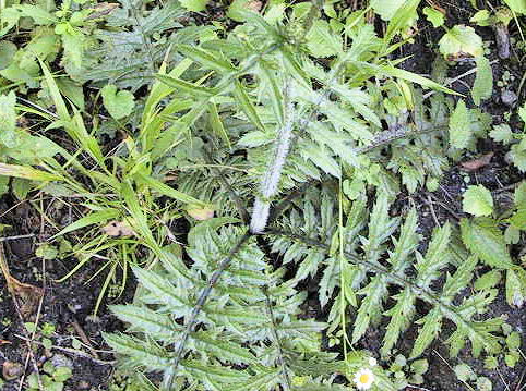 Cirsium tanakae