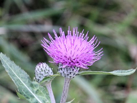 Cirsium tanakae