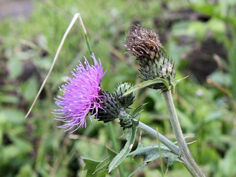 Cirsium tanakae