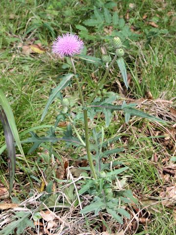 Cirsium tanakae