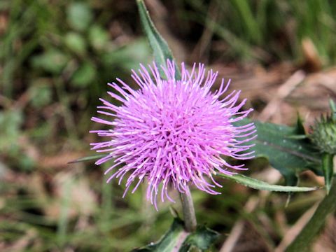 Cirsium tanakae