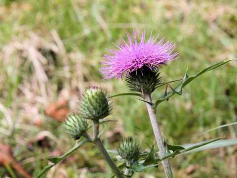 Cirsium tanakae