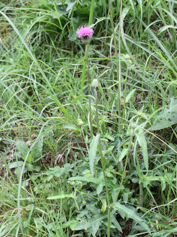 Cirsium tanakae