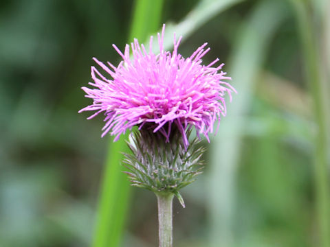 Cirsium tanakae