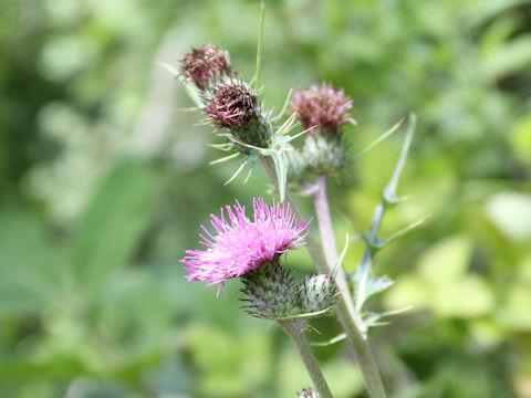 Cirsium tanakae