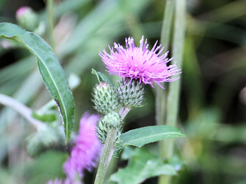 Cirsium tanakae