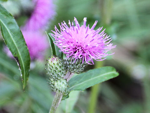 Cirsium tanakae