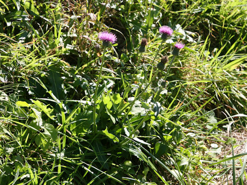 Cirsium tanakae