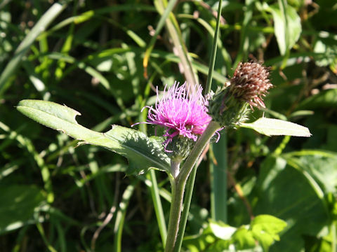 Cirsium tanakae