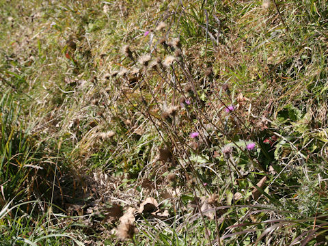 Cirsium tanakae