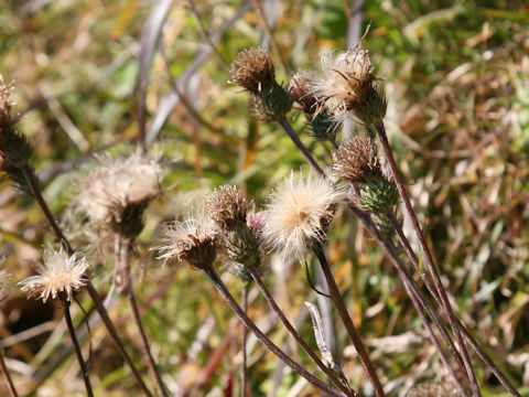 Cirsium tanakae