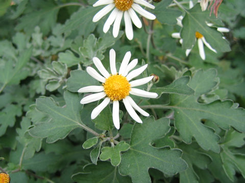 Dendranthema occidentali-japonense