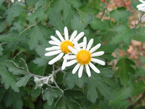 Dendranthema occidentali-japonense