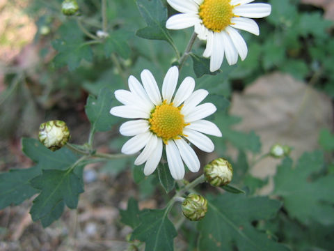 Dendranthema occidentali-japonense