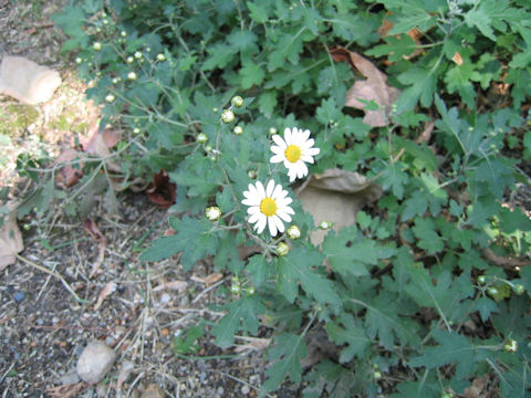 Dendranthema occidentali-japonense