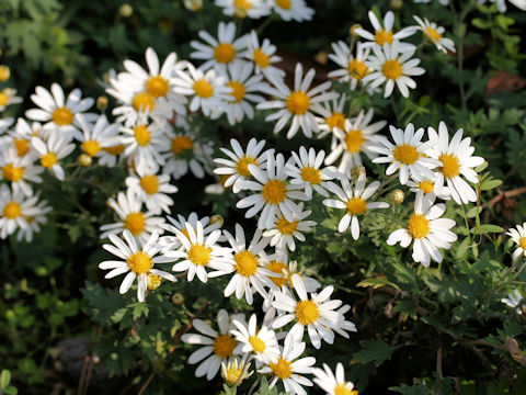 Dendranthema occidentali-japonense