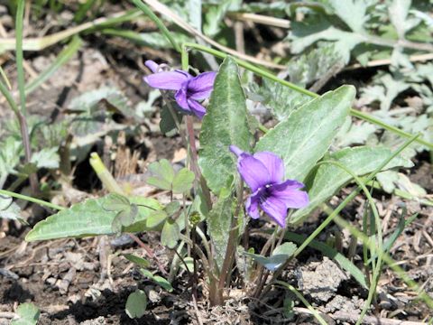 Viola yedoensis