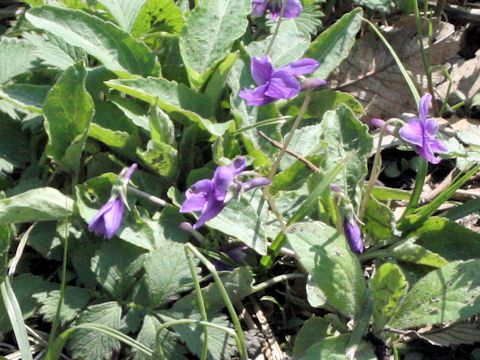 Viola yedoensis