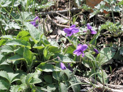 Viola yedoensis