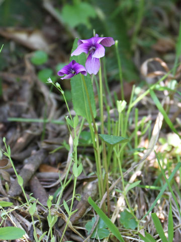 Viola yedoensis