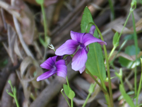 Viola yedoensis