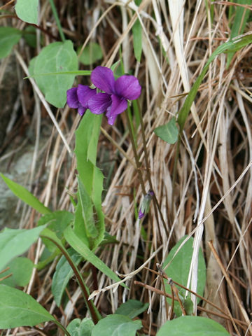 Viola yedoensis