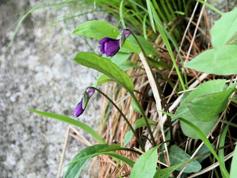 Viola yedoensis