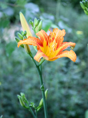 Hemerocallis fulva var. longituba