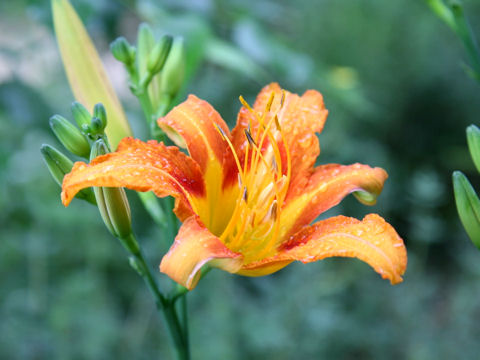 Hemerocallis fulva var. longituba