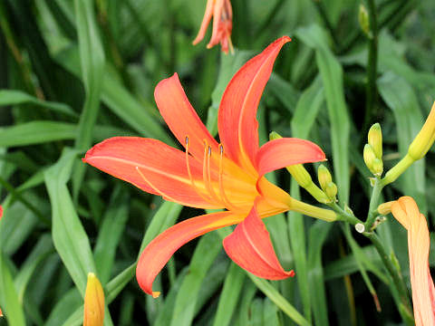 Hemerocallis fulva var. longituba