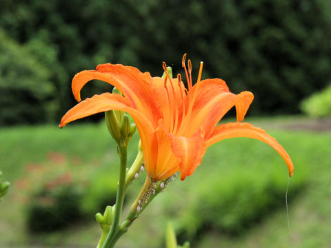 Hemerocallis fulva var. longituba